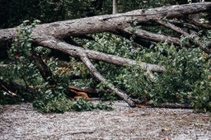 Storm Damage