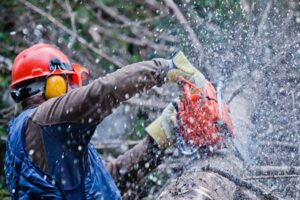 Tree Removal Service