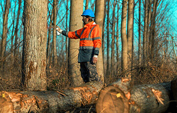 York County Tree Removal Services